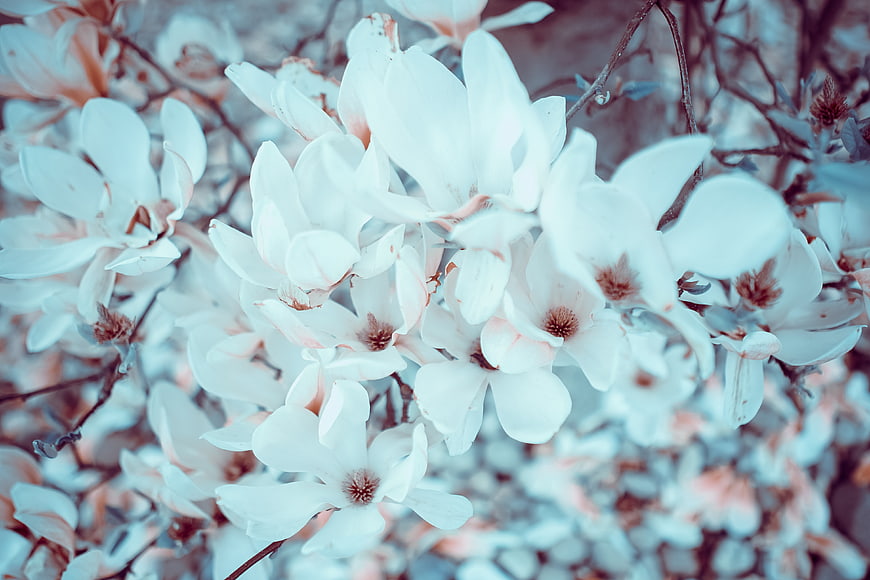 Close-up of white magnolia blossoms with soft pastel tones
