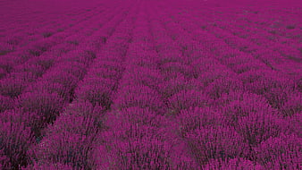 Aerial View of Vibrant Purple Lavender Field Rows