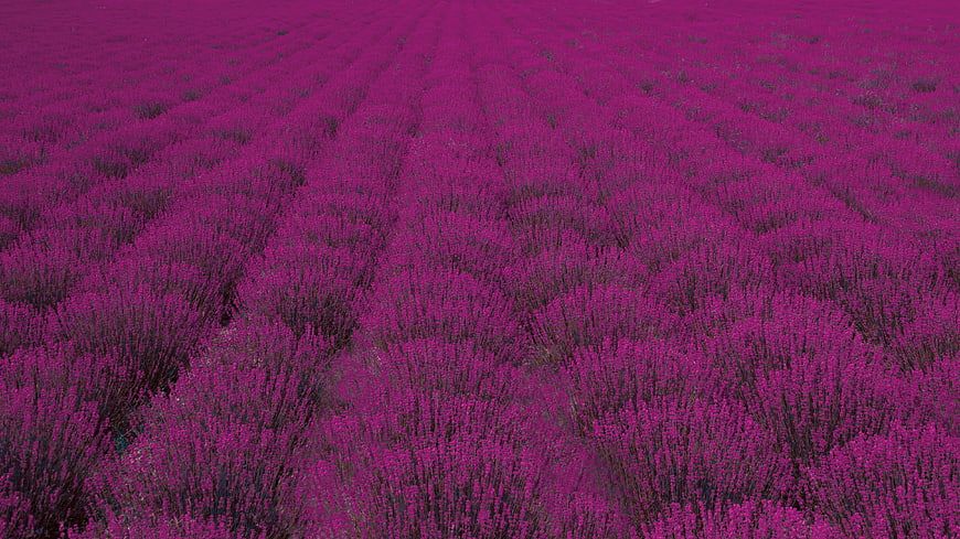 Aerial View of Vibrant Purple Lavender Field Rows