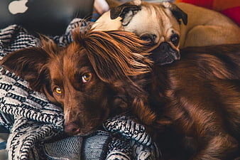 Two dogs resting together on a cozy knitted blanket