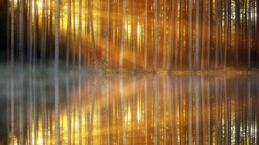 Golden Sunlight Through Misty Birch Forest Reflection