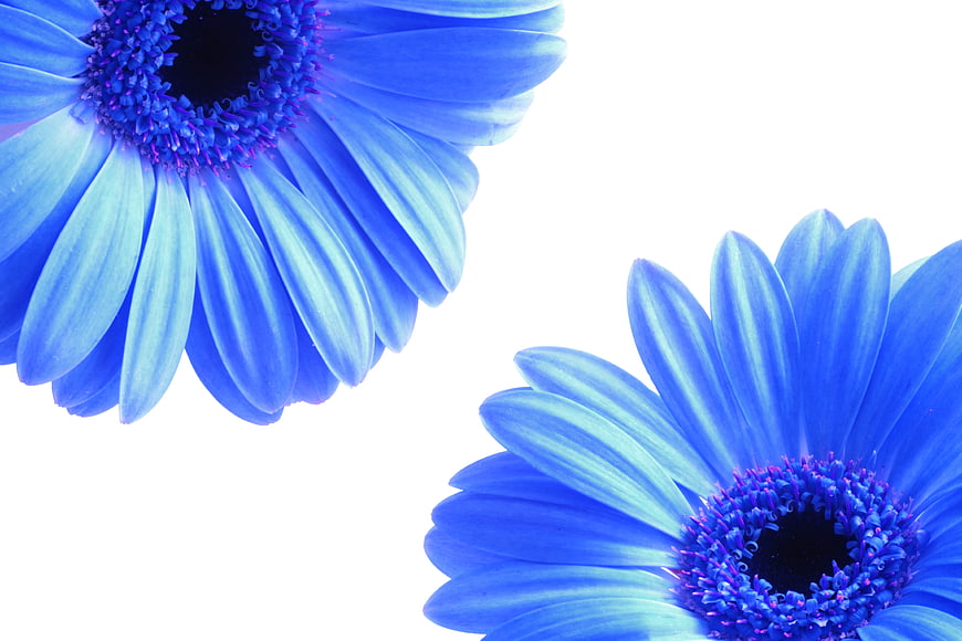 Vibrant Blue Gerbera Flowers on White Background