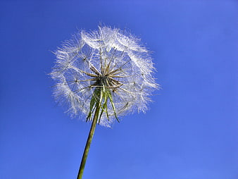 Dandelion Seed Head Against Blue Sky