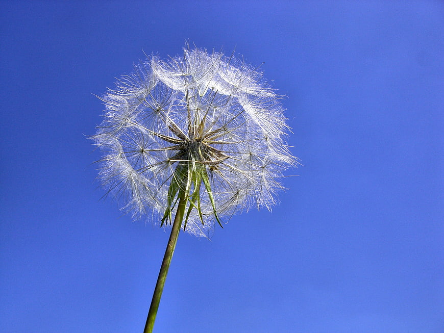 Dandelion Seed Head Against Blue Sky