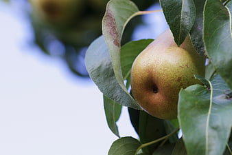 Ripe Pear Hanging on Tree Branch with Green Leaves