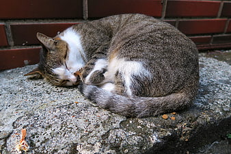 Sleeping Tabby and White Cat on Concrete Step