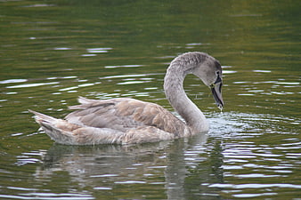 Young gray swan swimming in a green pond