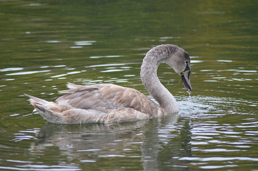 Young gray swan swimming in a green pond