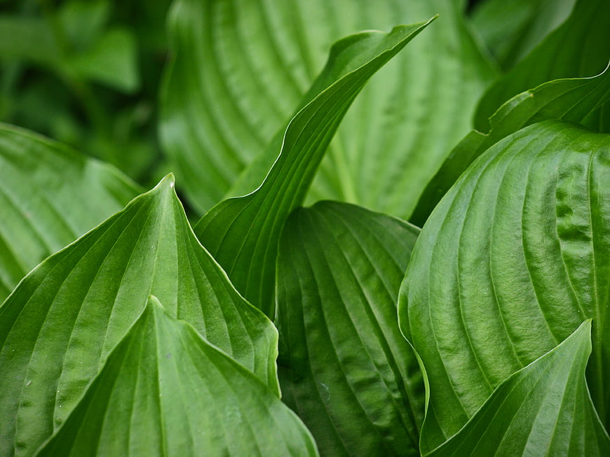 Close-up of vibrant green hosta leaves with detailed texture