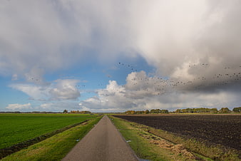 Dutch Countryside Road with Flying Geese and Cloudy Sky