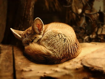 Sleeping Fennec Fox Curled Up on Wooden Log