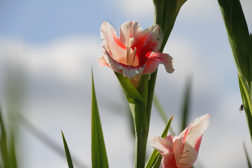Pink and white gladiolus flower blooming against blue sky