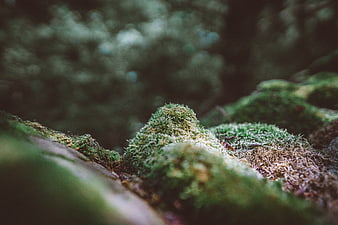 Close-up of vibrant green moss on a forest rock