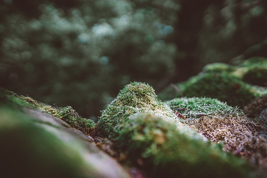 Close-up of vibrant green moss on a forest rock