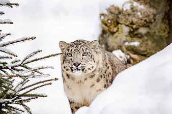 Snow Leopard Portrait in Snowy Winter Forest
