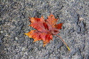 Wet Red Maple Leaf on Textured Asphalt