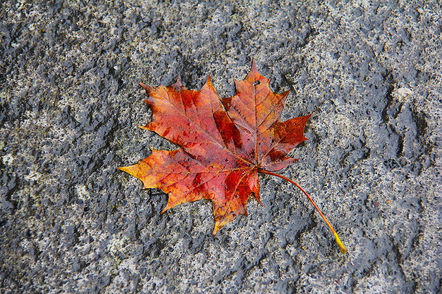 Wet Red Maple Leaf on Textured Asphalt