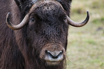 Close-up portrait of a musk ox with curved horns