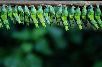Green Butterfly Chrysalises Hanging on Branch