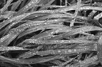 Black and White Close Up of Wet Grass Blades with Dew Drops