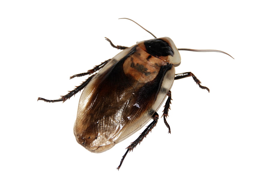 Macro Photograph of Blaberus Cockroach on White Background