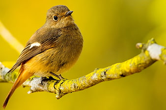 Close-up of a small brown bird perched on a lichen-covered branch