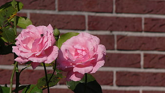 Two pink roses blooming against a red brick wall
