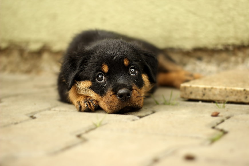 Cute Rottweiler Puppy Lying on Paved Ground