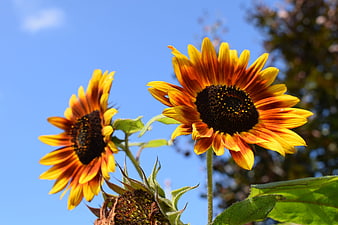 Vibrant Sunflowers Against Blue Sky