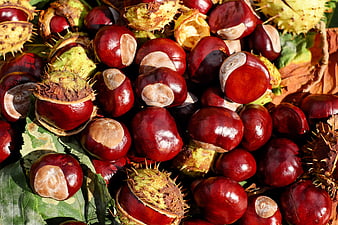 Fresh Harvested Chestnuts with Spiky Husks and Leaves