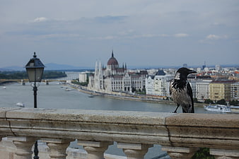 Crow on Balcony with Budapest Parliament and Danube