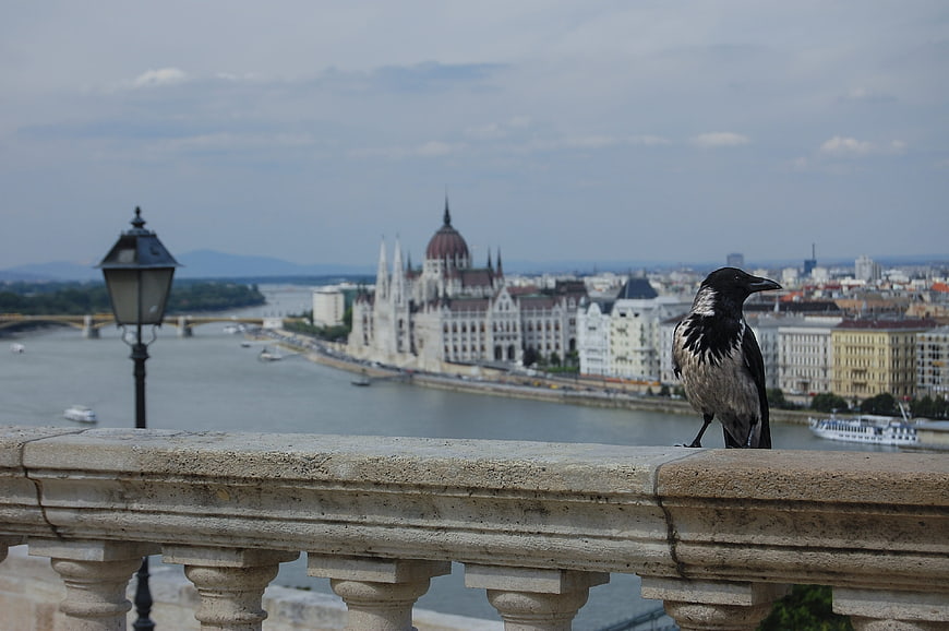 Crow on Balcony with Budapest Parliament and Danube