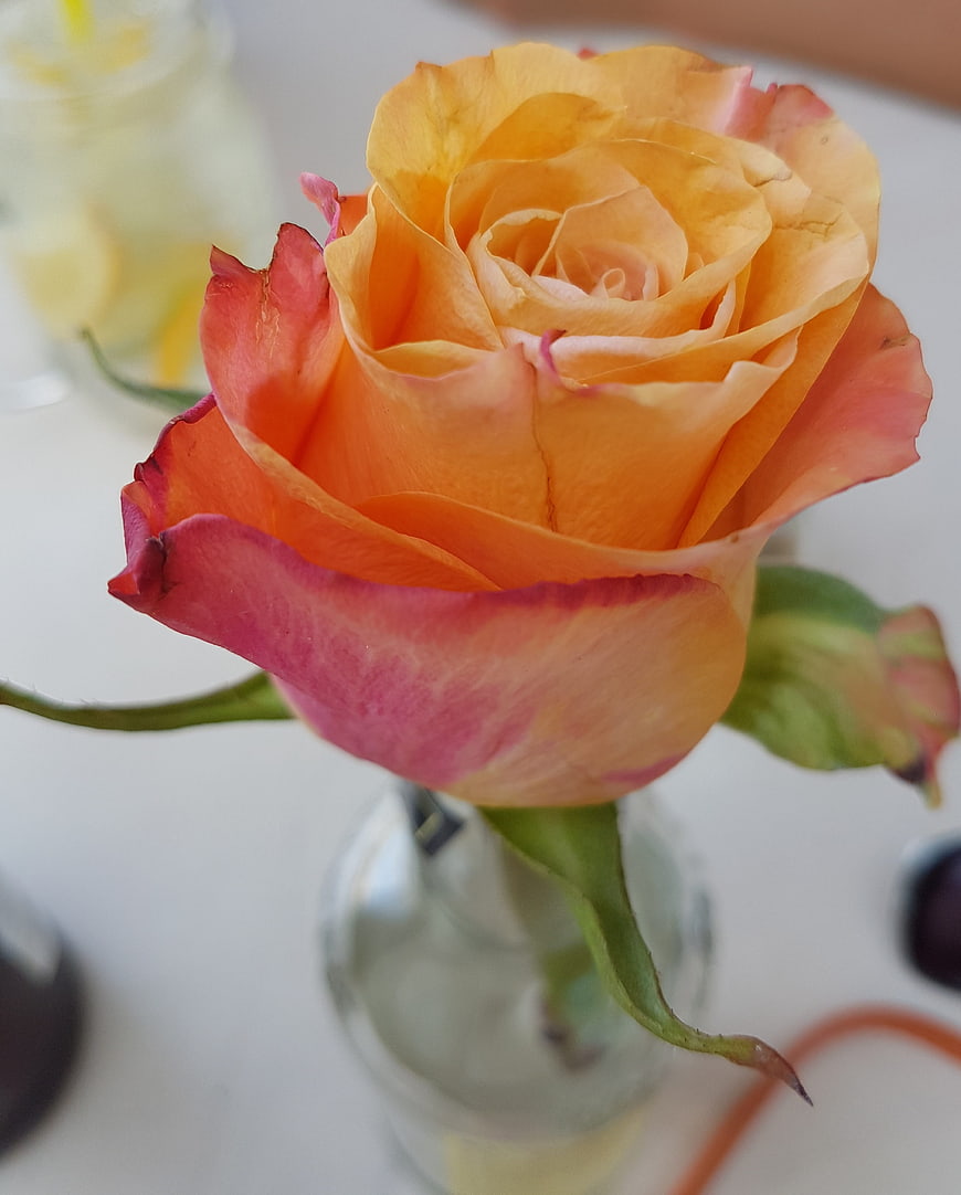 Close-up of vibrant orange and pink rose in glass vase