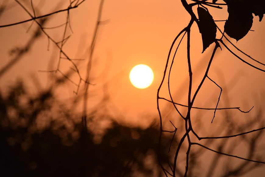 Silhouetted branches against a glowing orange sunset sky