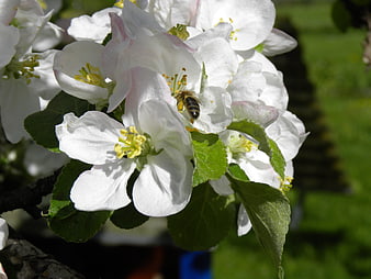 Honeybee Pollinating White Apple Blossoms in Spring