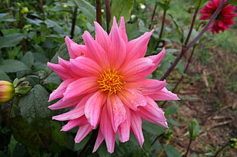 Vibrant Pink Dahlia Flower with Yellow Center in Garden
