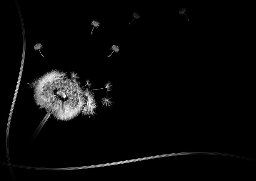 Black and White Dandelion Seeds on Black Background
