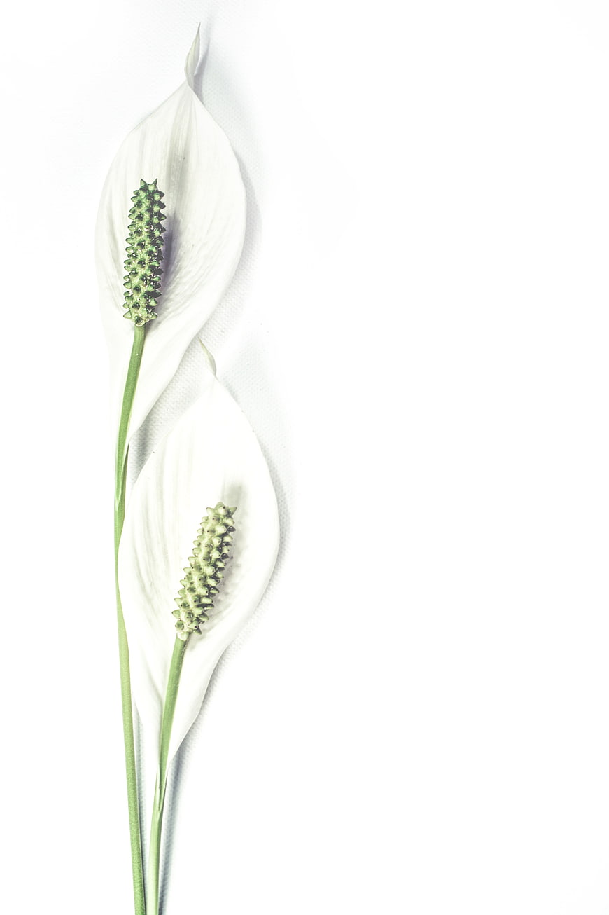 Minimalist White Peace Lily Flowers on White Background