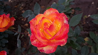 Vibrant Orange and Red Rose with Water Droplets
