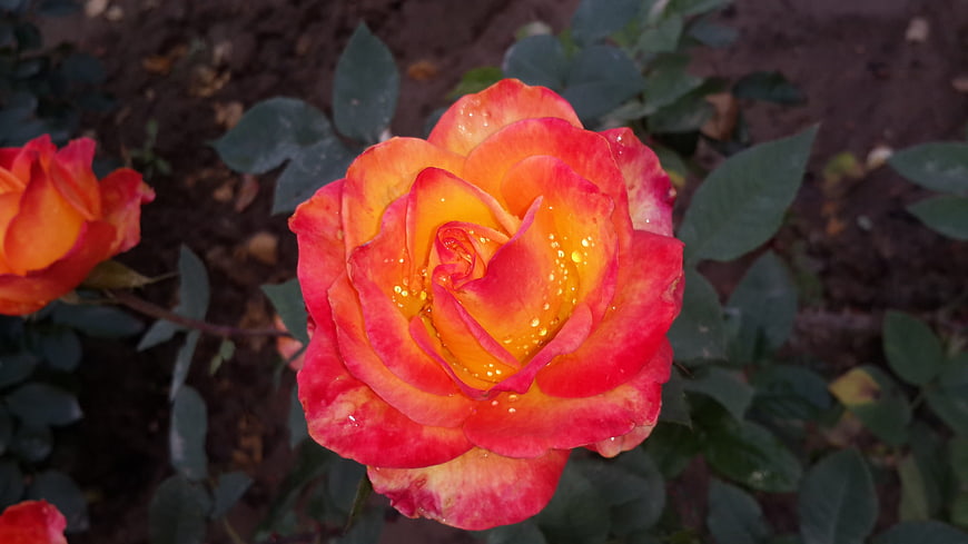 Vibrant Orange and Red Rose with Water Droplets