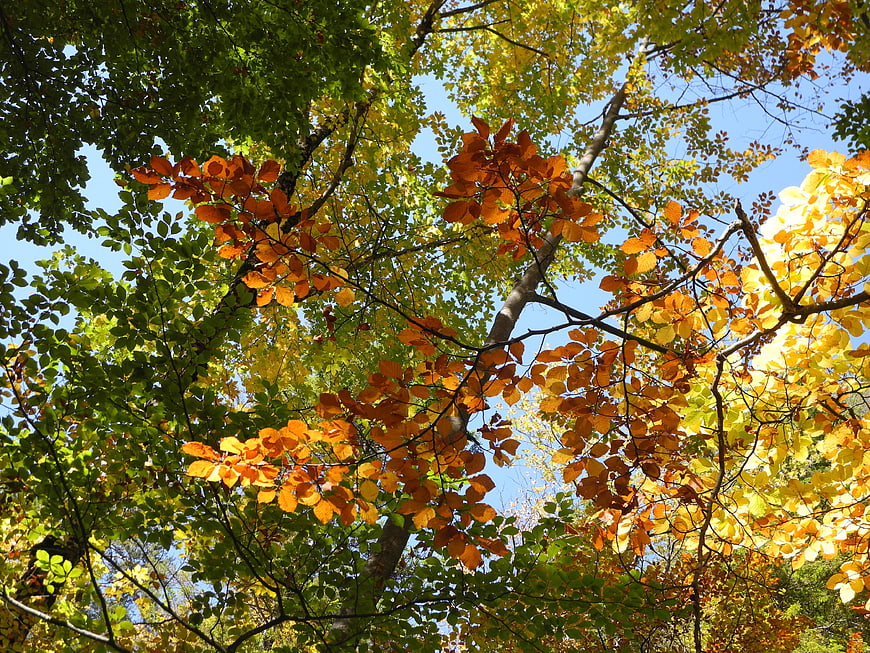 Low angle view of vibrant autumn leaves against blue sky