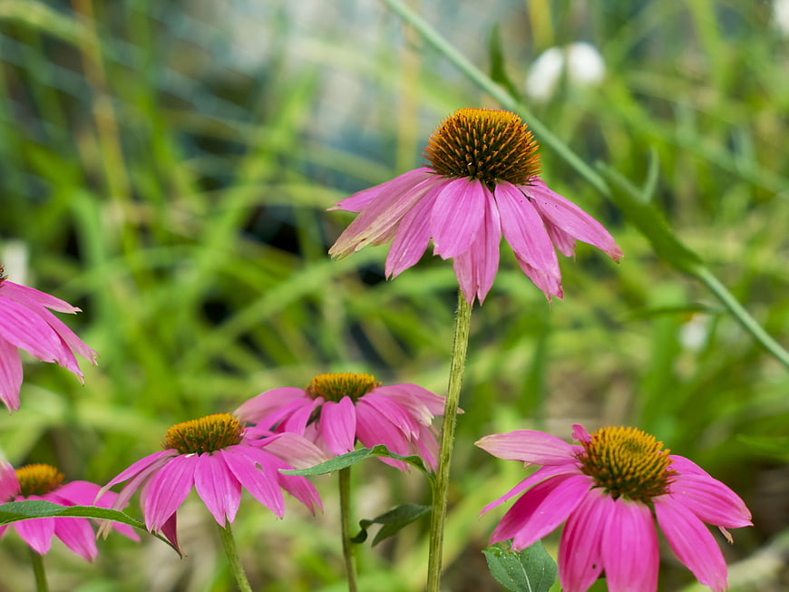 Pink Coneflowers in a Green Garden