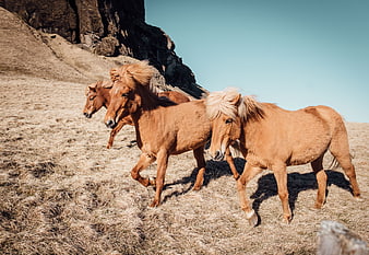 Three Icelandic horses running on grassy hillside