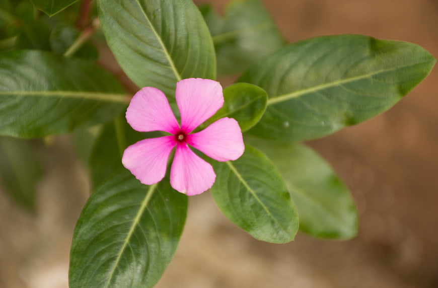 Close-up of a vibrant pink periwinkle flower with green leaves