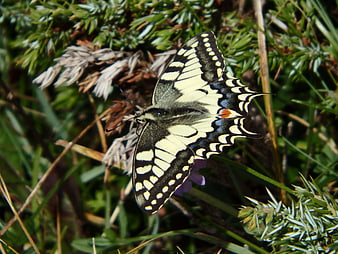Close-up of a yellow and black swallowtail butterfly on green foliage