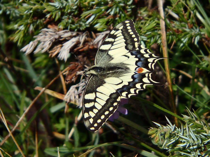 Close-up of a yellow and black swallowtail butterfly on green foliage