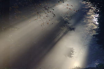 Mystical Sunbeams Through Foggy Forest Canopy