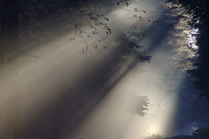 Mystical Sunbeams Through Foggy Forest Canopy