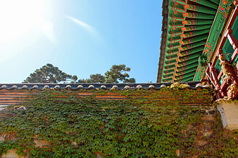 Traditional Korean Palace Architecture with Ivy Wall and Blue Sky