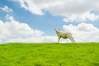 Cute white lamb standing on green grassy hill under blue sky